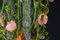 Lámpara de araña Poppy Flower Power de cristal de Murano champán de VGnewtrend, Imagen 4