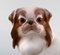 Escultura de perro pequinés modelo 1637 vintage de porcelana de Bing & Grondahl, Imagen 3