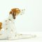 Vintage Porcelain Dog Sculpture from Lomonosov, 1950s 4