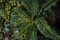 Parete Vegetale Lotus Leaf Wandtafel von VGnewtrend 4