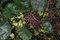 Parete Verticale da giardino con foglie di loto di VGnewtrend, Immagine 2