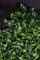 Modular Jasmine Wall Vertical Garden Panel from VGnewtrend, Image 2