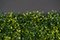 Modular Flat Boxwood Wall Vertical Garden Panel from VGnewtrend, Image 5