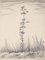 Gravure A Young Tree par Kiyoshi Hasegawa, 1953 1