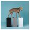 Dog with Three Cubes by William Wegman, 2016 1