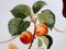 Plat The Apricot Knight en Porcelaine par Dali Salvador 4