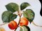 Assiette The Apricot Rider en Porcelaine par Dali Salvador 2
