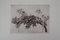 Gravure The Apple Tree par Mordecaï Moreh 4