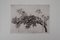 The Apple Tree Engraving by Mordecaï Moreh 4
