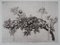 The Apple Tree Engraving by Mordecaï Moreh 1