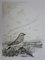 Moineau Solitaire Engraving by Tavy Notton 6