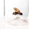 Bee Bottle by Simone Crestani, Image 2