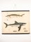 Póster educativo alemán antiguo de tiburones, Imagen 2