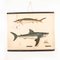 Antique German Sharks Educational Chart, Image 1