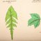 Antique Leaf Varieties Rigid Chart Plants Educational Poster 11
