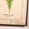 Antique Leaf Varieties Rigid Chart Plants Educational Poster 4