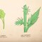 Antique Leaf Varieties Rigid Chart Plants Educational Poster 10