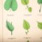 Antique Leaf Varieties Rigid Chart Plants Educational Poster 6