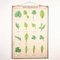 Antique Leaf Varieties Rigid Chart Plants Educational Poster 1