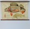 Vintage Perch Anatomy Wall Chart, 1970s, Image 1