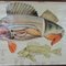 Stampa anatomica vintage di pesce persico, anni '70, Immagine 2