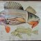 Vintage Perch Anatomy Wall Chart, 1970s, Image 2