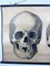 Anatomical School Wall Chart of Skulls by G Helbig, 1930s 3