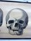 Anatomical School Wall Chart of Skulls by G Helbig, 1930s 2