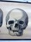 Anatomical School Wall Chart of Skulls by G Helbig, 1930s, Image 2