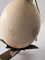 Ostrich Egg Sconce, 1960s 5