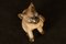 Figura de gato siamés Mid-Century de porcelana de Svend Jespersen para Bing & Grondahl, Imagen 5