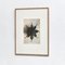 Schwarz-weiße Blumen-Tiefdruck-Botanik Fotografie von Karl Blossfeldt, 1942 4