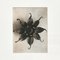 Black & White Flower Photogravure Botanic Photography by Karl Blossfeldt, 1942 5