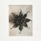 Black & White Flower Photogravure Botanic Photography by Karl Blossfeldt, 1942, Image 5