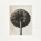 Fotografía botánica de fotograbado en blanco y negro de Karl Blossfeldt, 1942, Imagen 2