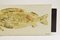 Piatto a forma di pesce Mid-Century di Roger Capron per Vallauris, Immagine 2