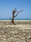 Still Alive, Sansibar Fotografie von Pierre Lesage 1