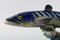 Beswick Barracuda Modell No 1235 Porzellanfigur, 20. Jahrhundert 3