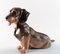 Number 0856 Dachshund by Lauritz Jensen from Royal Copenhagen, 1960s 3