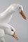 Figure Group of Porcelain of White Ducks No. 412 from Royal Copenhagen, 20th Century 4