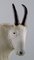 Figura de oveja salvaje de gres de Bing & Grondahl, siglo XX, Imagen 4