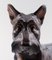 Dahl Jensen número 1066 Scottish Terrier de pie, Imagen 4