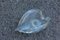 Cuenco en forma de concha iridiscente de cristal de Murano de Seguso, años 50, Imagen 1