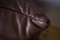 Vintage Brown Leather 2-Seat Togo Sofa by Michel Ducaroy for Ligne Roset 5
