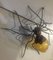 Italienische Spider Wandlampe, 1940er 3