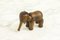 Elefante de madera de Kay Bojesen, años 60, Imagen 8