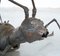 Coffee Table with a Handcrafted Metal Cricket Sculpture Base, 1970s 6