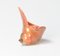 Murano Glass Conch Shell Bowl Attributed to A. Barbini, 1950s 1