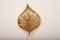 Applique modello Golden Leaf in ottone di Tommaso Barbi, Italia, Immagine 2