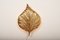 Vintage Italian Brass Model Golden Leaf Sconce from Tommaso Barbi 2